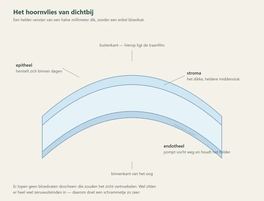 Dwarsdoorsnede van het hoornvlies met epitheel, stroma en endotheel