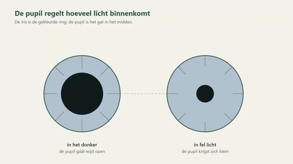 De pupil wijd in het donker en klein in fel licht