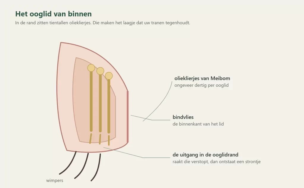 Dwarsdoorsnede van het ooglid met de olieklierjes van Meibom