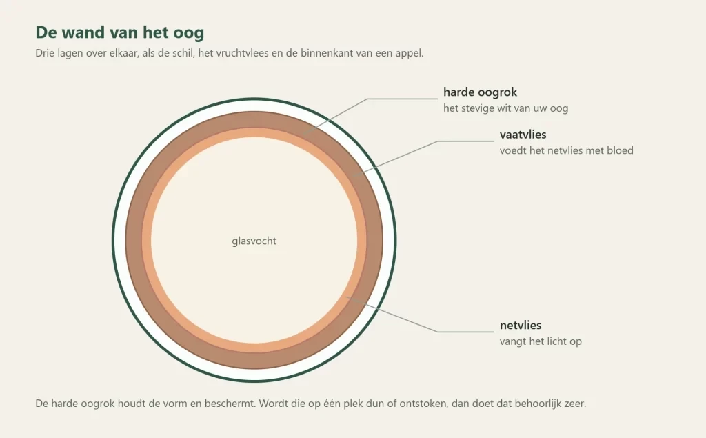 De drie lagen van de oogwand: harde oogrok, vaatvlies en netvlies