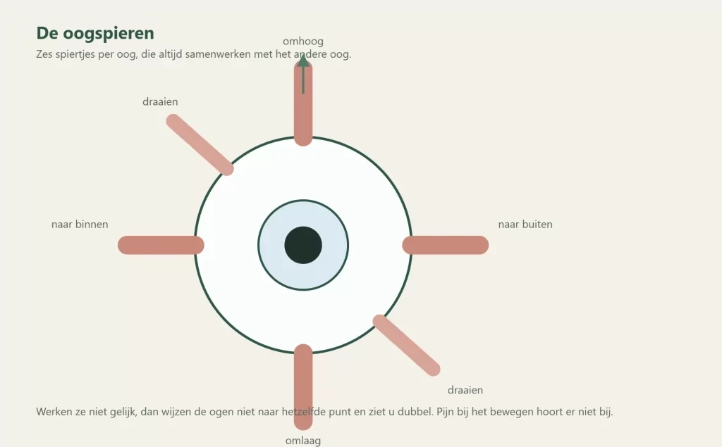 De zes oogspieren die het oog bewegen