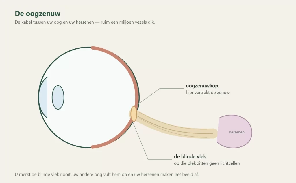 De oogzenuw verlaat het oog en loopt naar de hersenen; op die plek ligt de blinde vlek