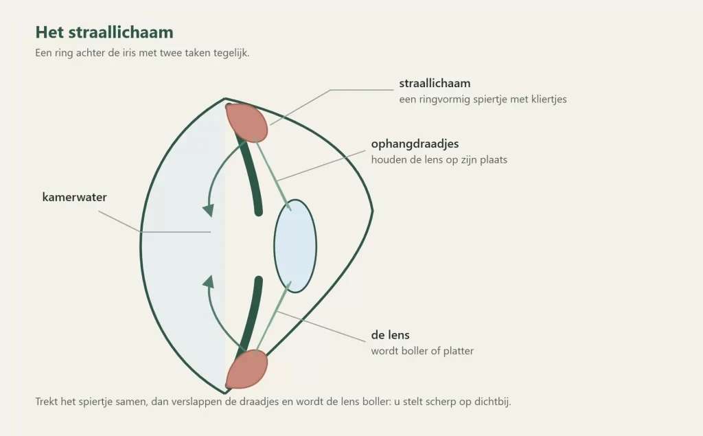 Het straallichaam met de ophangdraadjes naar de ooglens