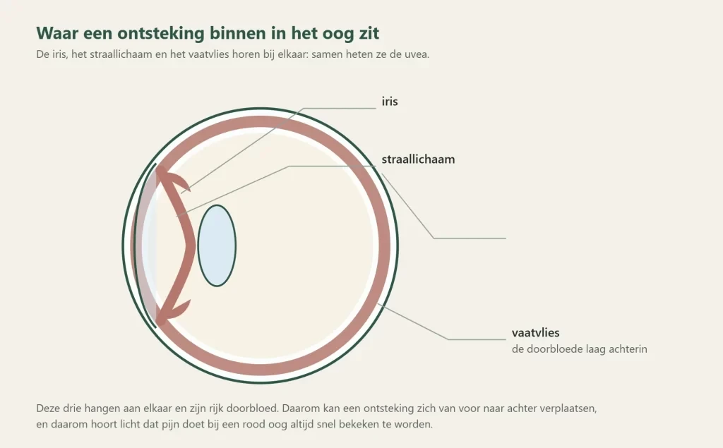 De uvea: iris, straallichaam en vaatvlies vormen samen de doorbloede middelste laag
